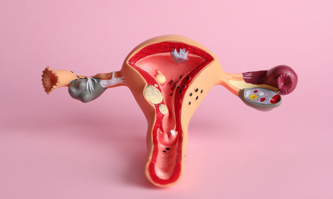 Anatomía ginecológica - Anatomía